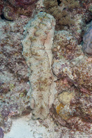 Thelenota anax (Amberfish Sea Cucumber)