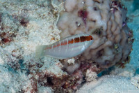 Coris dorsomacula (Pale-Barred Coris)