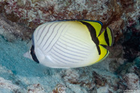 Chaetodon vagabundus (Vagabond Butterflyfish)