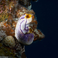 Polycarpa aurata (Ink-Spot Sea Squirt)