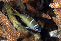 Monotaxis heterodon (Redfin Bream)