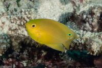 Pomacentrus moluccensis (Lemon Damsel)