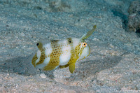 Iniistius pavo (Peacock Razorfish)