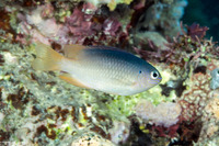 Chrysiptera caesifrons (Duskyback Damsel)