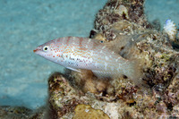 Coris batuensis (Batu Coris)