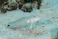 Parapercis hexophtalma (Speckled Sandperch)