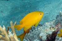 Pomacentrus moluccensis (Lemon Damsel)