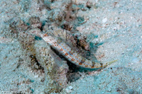 Synodus variegatus (Reef Lizardfish)