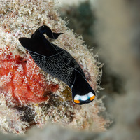 Mariaglaja inornata (Headband Headshield Slug)