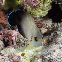 Centropyge vroliki (Pearl-Scaled Angelfish)
