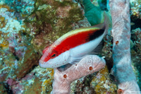 Paracirrhites forsteri (Freckled Hawkfish)