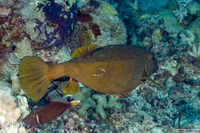 Ostracion cubicum (Yellow Boxfish)
