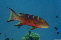 Variola louti (Yellow-Edged Lyretail)