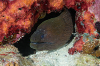 Gymnothorax javanicus (Giant Moray)