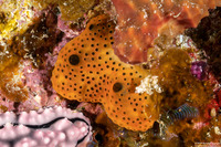 Didemnum sp.12 (Didemnum sp.12)