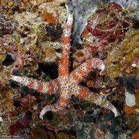 Gomophia watsoni (Watson's Sea Star)