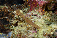 Synaptula sp.3 (Synaptula sp.3)