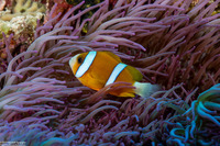 Amphiprion akindynos (Barrier Reef Anemonefish)