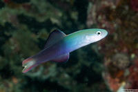 Ptereleotris evides (Twotone Dartfish)