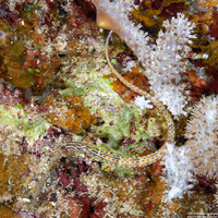 Corythoichthys schultzi (Schultz's Pipefish)