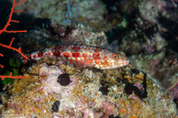 Synodus variegatus (Reef Lizardfish)