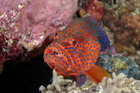 Cephalopholis miniata (Coral Grouper)