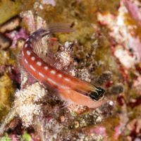 Ecsenius australianus (Australian Coralblenny)