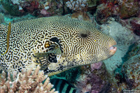 Arothron mappa (Map Puffer)