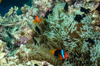 Amphiprion melanopus (Red and Black Anemonefish)