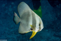 Platax teira (Longfin Spadefish)