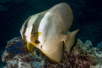 Platax teira (Longfin Spadefish)