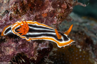 Chromodoris magnifica (Magnificent Chromodoris)