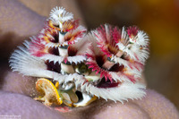 Spirobranchus sp.1 (Christmas Tree Worm)