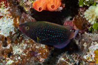 Scarus niger (Dusky Parrotfish)