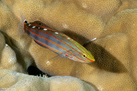 Koumansetta rainfordi (Old Glory)