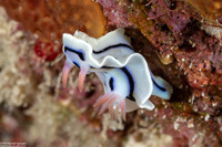 Chromodoris lochi (Loch's Chromodoris)