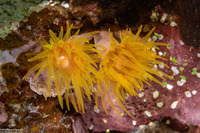 Tubastraea coccinea (Orange Cup Coral)