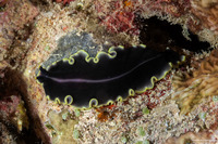 Pseudoceros duplicinctus (Prudhoe's Flatworm)