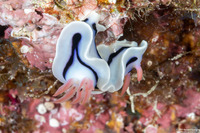 Chromodoris lochi (Loch's Chromodoris)