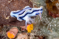 Chromodoris lochi (Loch's Chromodoris)