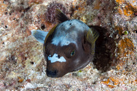 Arothron nigropunctatus (Blackspotted Puffer)