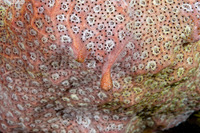 Botryllus sp.3 (Botryllus sp.3)