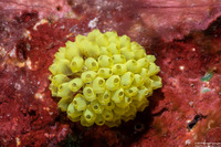 Pycnoclavella flava (Pycnoclavella flava)
