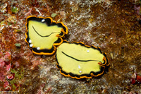 Pseudoceros dimidiatus (Divided Flatworm)