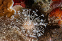 Sarcophyton sp.1 (Mushroom Leather Coral)