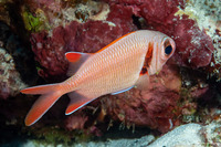 Myripristis kuntee (Pearly Soldierfish)