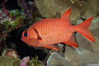 Myripristis berndti (Bigscale Soldierfish)