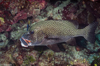 Plectorhinchus chaetodonoides (Many-Spotted Sweetlips)