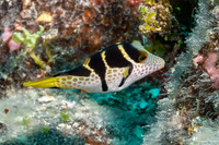 Canthigaster valentini (Black-Saddled Toby)