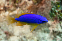 Chrysiptera taupou (South Seas Devil)